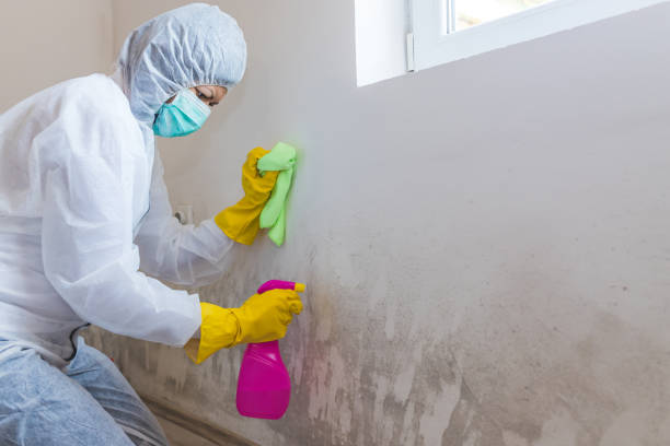 Best Mold Remediation for Healthcare Facilities in Colma, CA