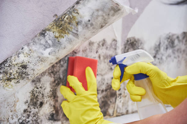 Best Attic Mold Removal in Colma, CA