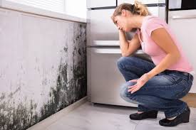 Best Mold Prevention Services in Colma, CA